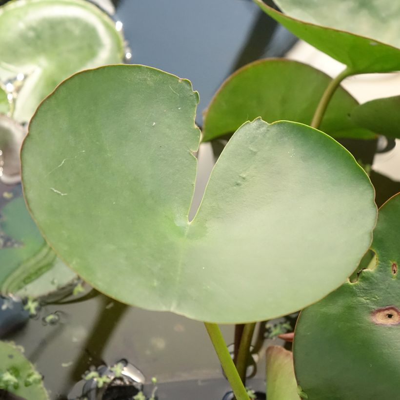Nenúfar Marliacea Carnea (Folhagem)