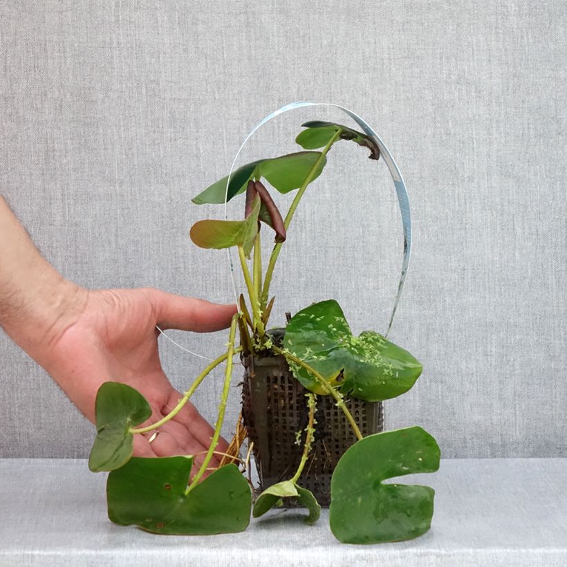 Amostra de Nenúfar Marliacea Carnea Vaso de 1 L/1,5 L tal como entregue no verão