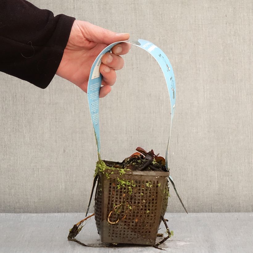 Amostra de Nymphaea Marliacea Carnea - Nénuphar rustique Vaso de 1 L/1,5 L tal como entregue no inverno