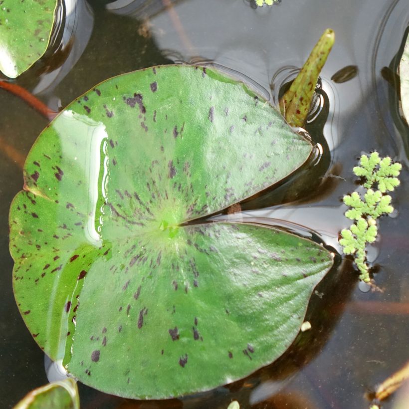Nenúfar Marliacea Chromatella (Folhagem)