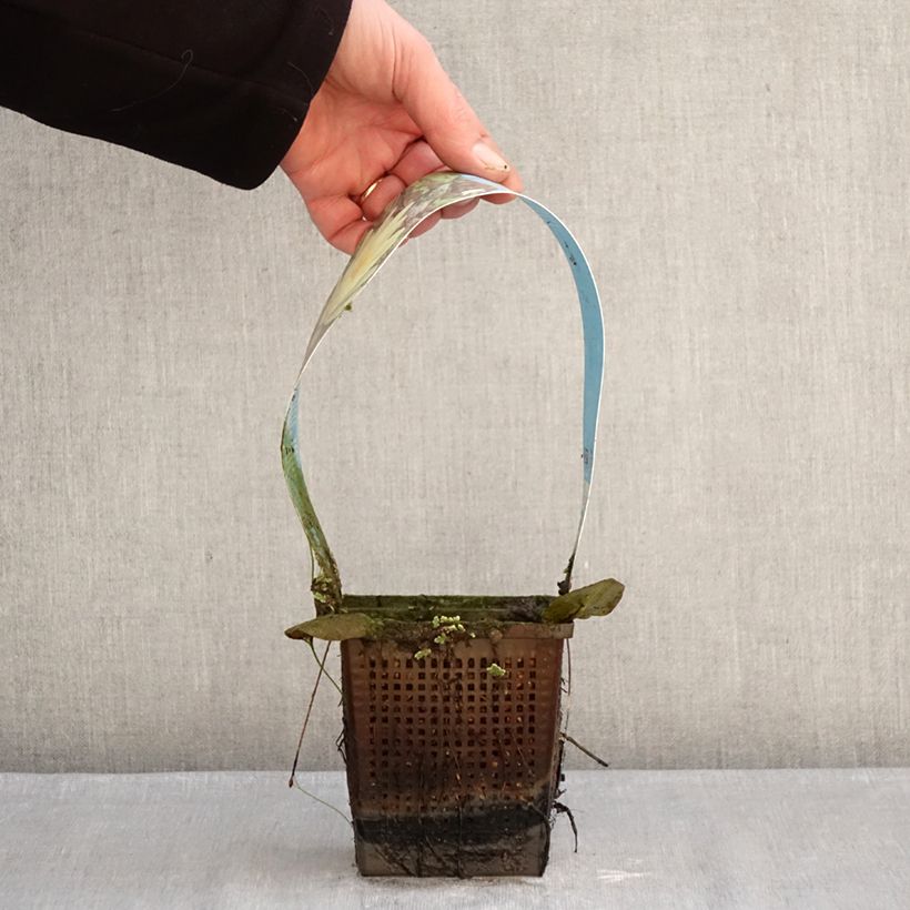 Amostra de Nymphaea Marliacea Chromatella - Nénuphar rustique jaune Vaso de 1 L/1,5 L tal como entregue no inverno