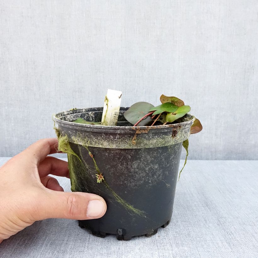 Amostra de Nenúfar Marliacea Ignea Vaso de 1,5 L/2 L tal como entregue no verão