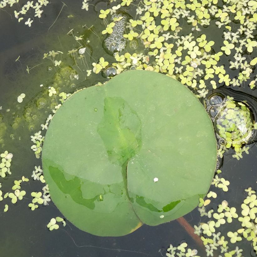 Nenúfar Marliacea Rubra Punctata (Folhagem)