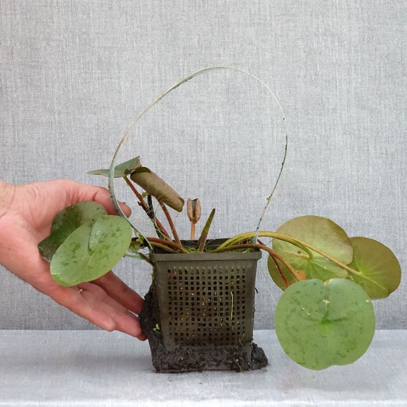 Amostra de Nenúfar Marliacea Rubra Punctata Vaso de 1 L/1,5 L tal como entregue no verão