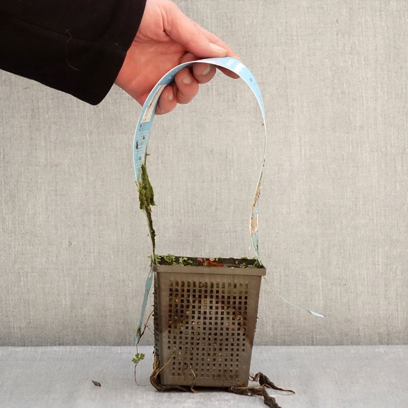 Amostra de Nymphaea Marliacea Rubra Punctata - Nénuphar rustique rouge Pot de 1L/1,5L tal como entregue no inverno