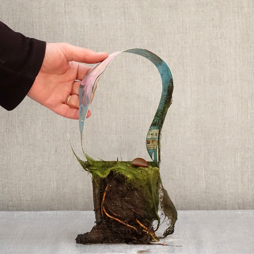 Amostra de Nymphaea Mayla - Nénuphar rustique Vaso de 1 L/1,5 L tal como entregue no inverno