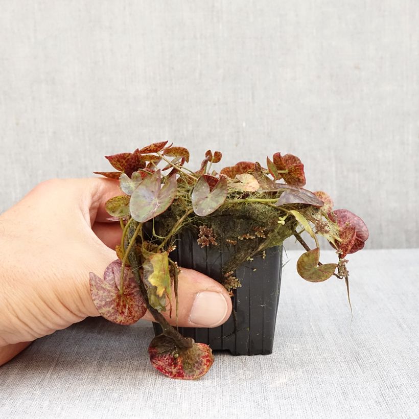 Amostra de Nymphaea Miami Rose - Nénuphar tropical Vaso de 1,5 L/2 L tal como entregue no outono