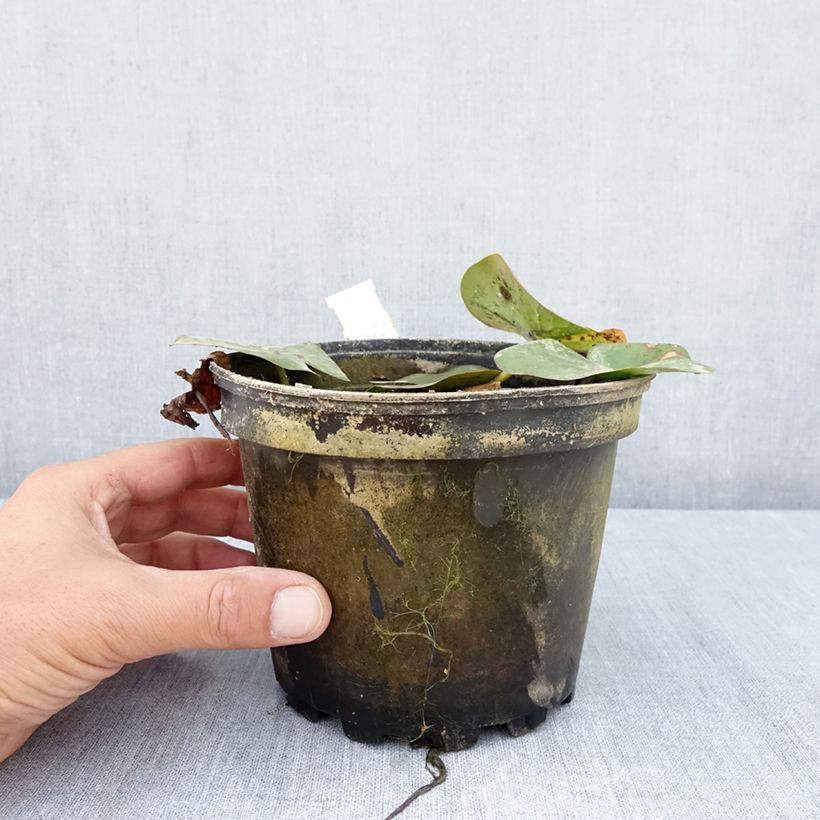 Amostra de Nenúfar Moorei Vaso de 1,5 L/2 L tal como entregue no verão