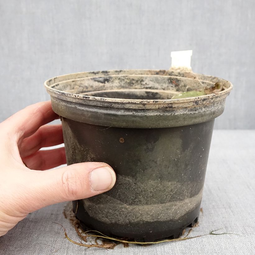 Amostra de Nymphaea Moorei - Nénuphar rustique jaune pâle Pot de 1,5L/2L tal como entregue no inverno