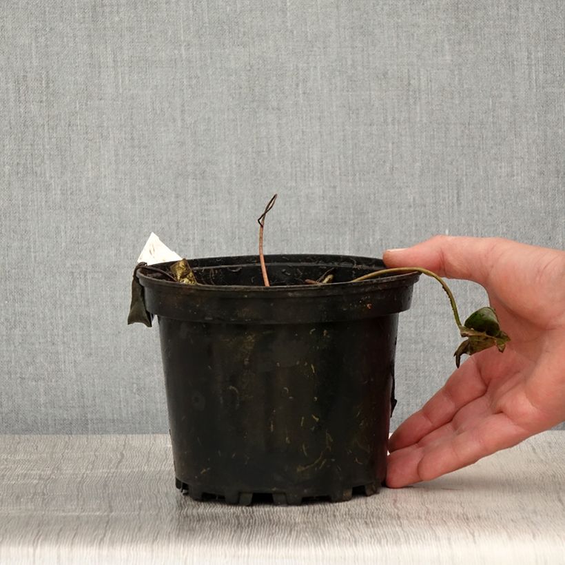 Amostra de Nenúfar Newton Vaso de 1,5 L/2 L tal como entregue na primavera