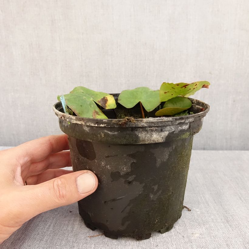 Amostra de Nenúfar Newton Vaso de 1,5 L/2 L tal como entregue no outono