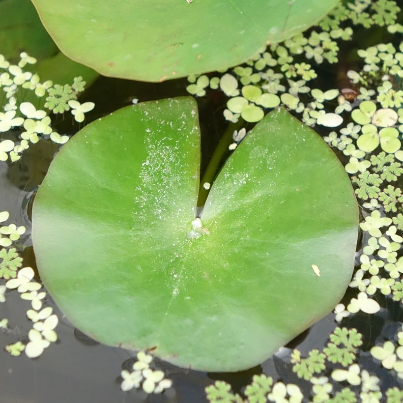 Nenúfar Odorata Alba (Folhagem)