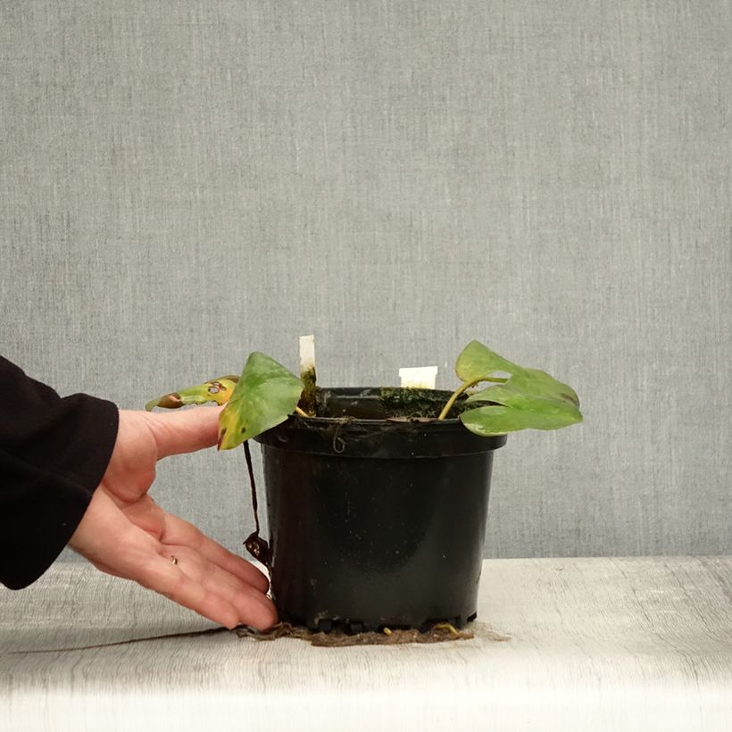 Amostra de Nymphaea Odorata Suavissima - Nénuphar rustique rose Pot de 1,5L/2L tal como entregue no outono