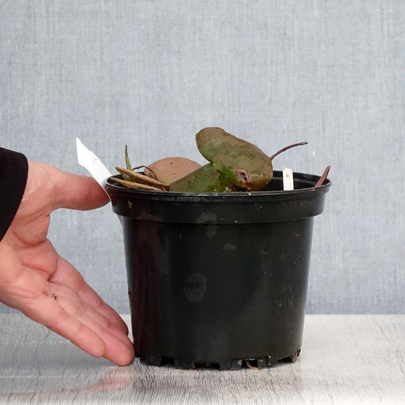 Amostra de Nenúfar Odorata Suavissima Vaso de 1,5 L/2 L tal como entregue na primavera