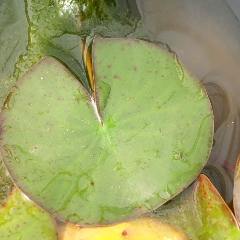 Nenúfar Odorata Suavissima (Folhagem)