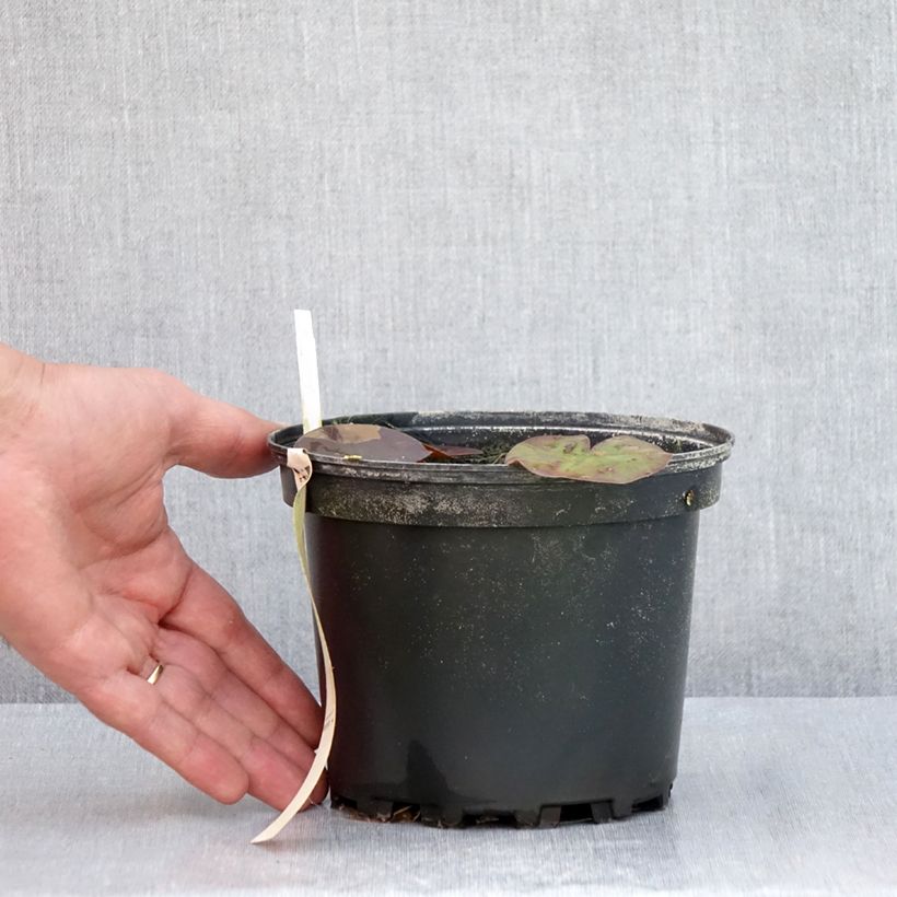 Amostra de Nenúfar Odorata Suavissima Vaso de 1,5 L/2 L tal como entregue no verão