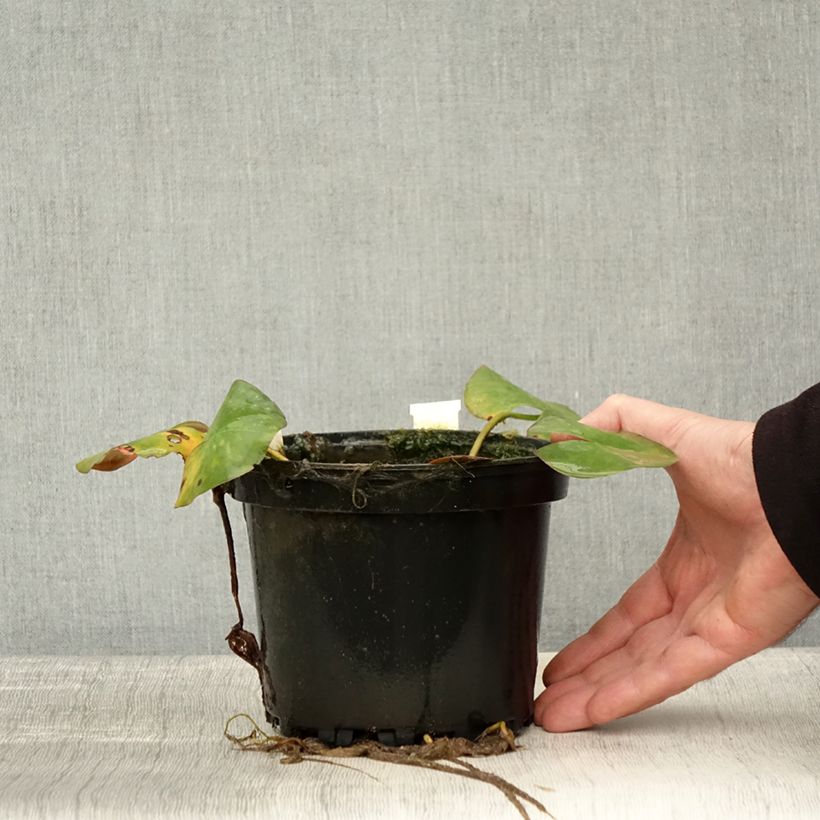 Amostra de Nymphaea Odorata Sulphurea Grandiflora - Nénuphar rustique jaune Pot de 1,5L/2L tal como entregue no outono