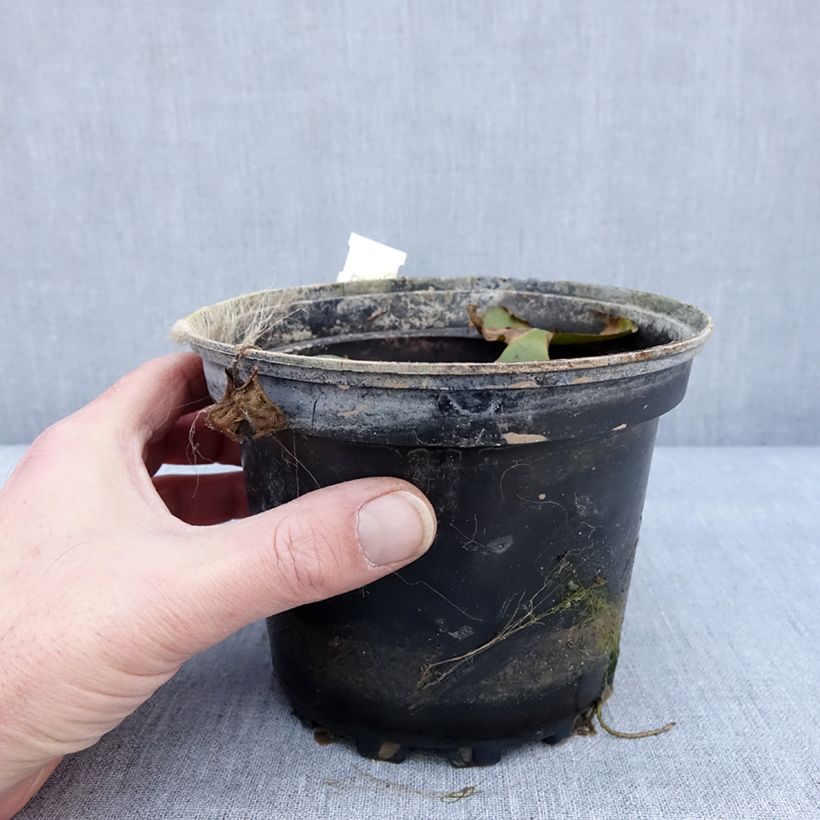 Amostra de Nymphaea Odorata Sulphurea Grandiflora - Nénuphar rustique jaune Pot de 1,5L/2L tal como entregue no inverno