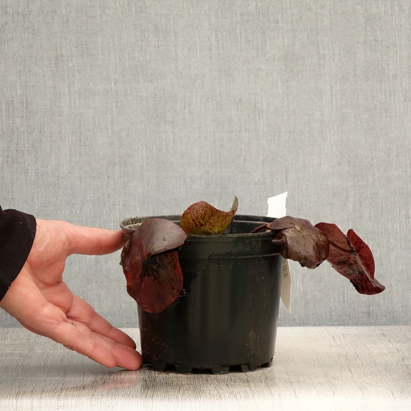 Amostra de Nenúfar Odorata Sulphurea Grandiflora Vaso de 1,5 L/2 L tal como entregue na primavera