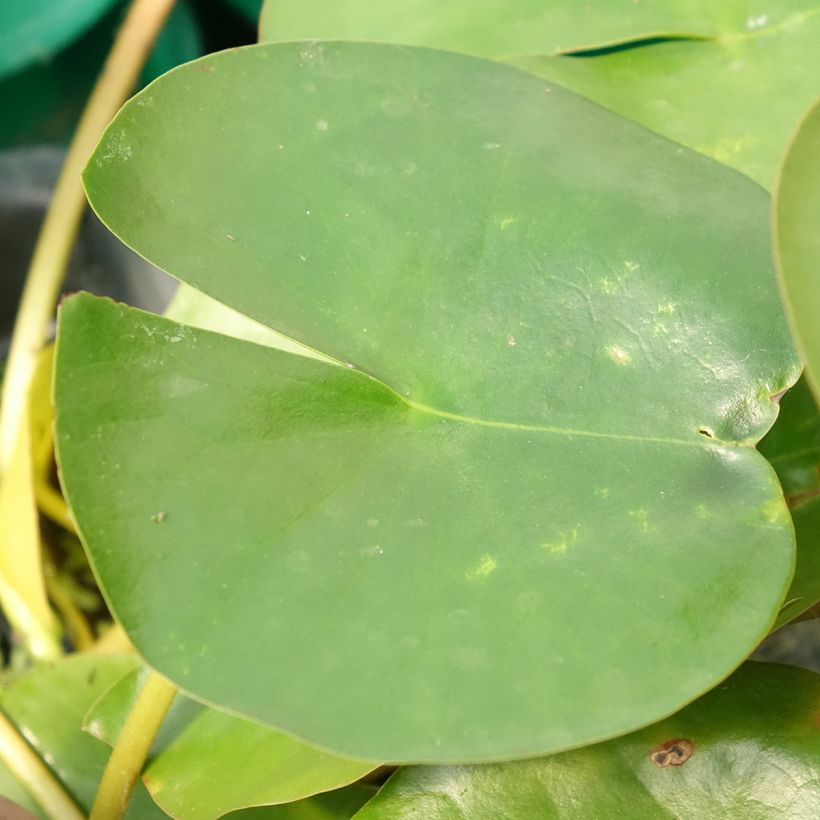 Nenúfar Perry's Double White (Folhagem)