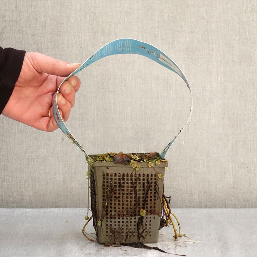 Amostra de Nymphaea Perry's Double White - Nénuphar rustique Vaso de 1 L/1,5 L tal como entregue no inverno