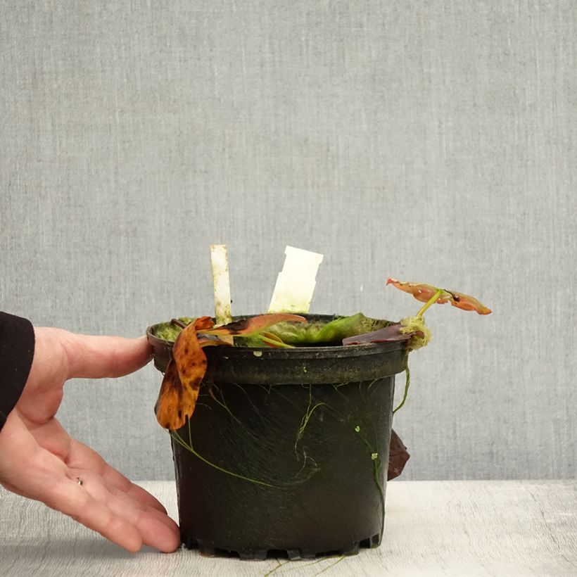 Amostra de Nymphaea Perry's Red Glow - Nénuphar rustique rouge Pot de 1,5L/2L tal como entregue no outono