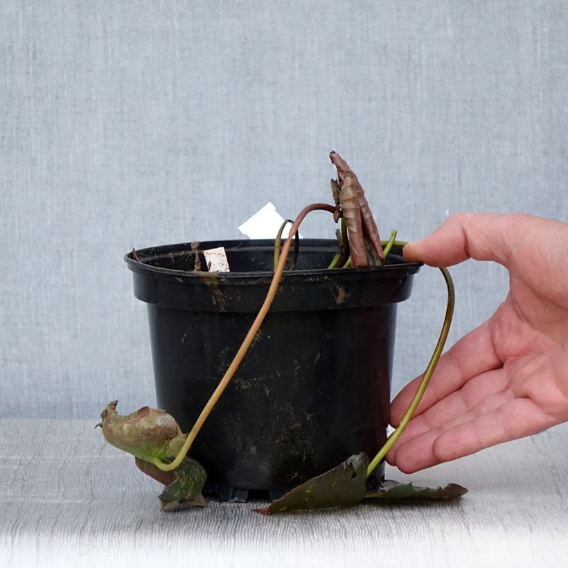 Amostra de Nenúfar Perry's Red Glow Vaso de 1,5 L/2 L tal como entregue na primavera