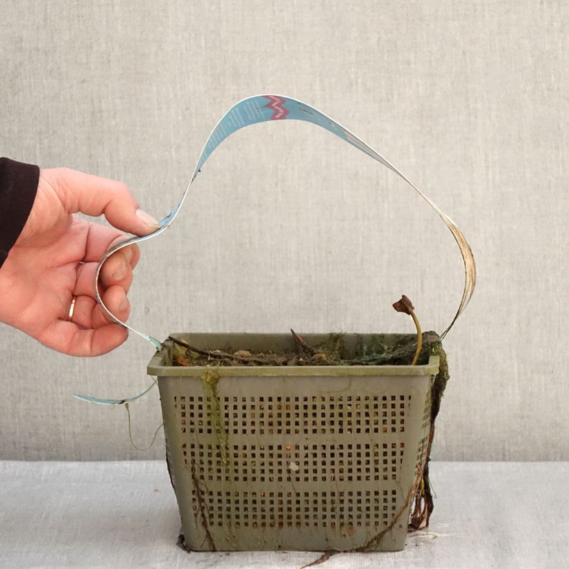 Amostra de Nymphaea Peter Slocum - Nénuphar rustique rose parme Vaso de 3 L/4 L tal como entregue no inverno