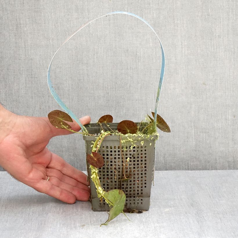 Amostra de Nenúfar Phoebus Vaso de 1 L/1,5 L tal como entregue no outono