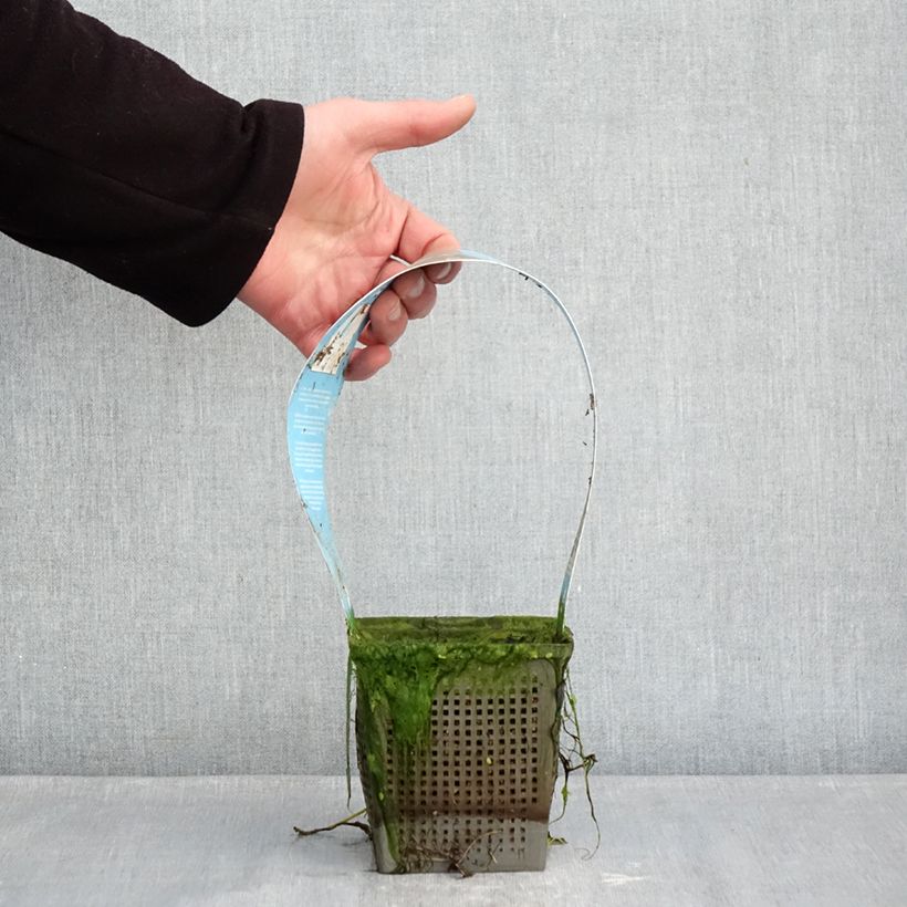 Amostra de Nymphaea Phoebus - Nénuphar rustique Vaso de 1 L/1,5 L tal como entregue no inverno