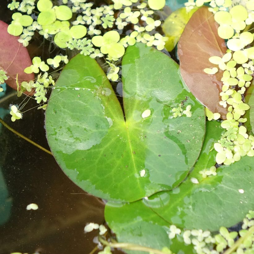Nenúfar Pygmaea Alba (Folhagem)
