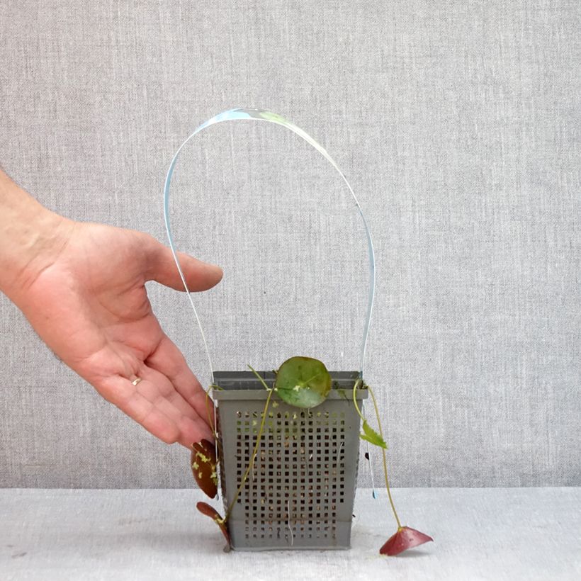 Amostra de Nymphaea Pygmaea Alba - Nénuphar nain rustique Pot de 1L/1,5L tal como entregue no verão