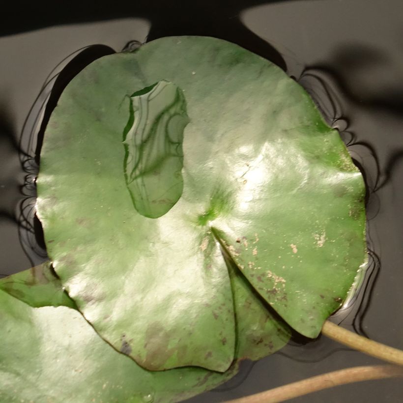 Nenúfar Pygmaea Helvola (Folhagem)