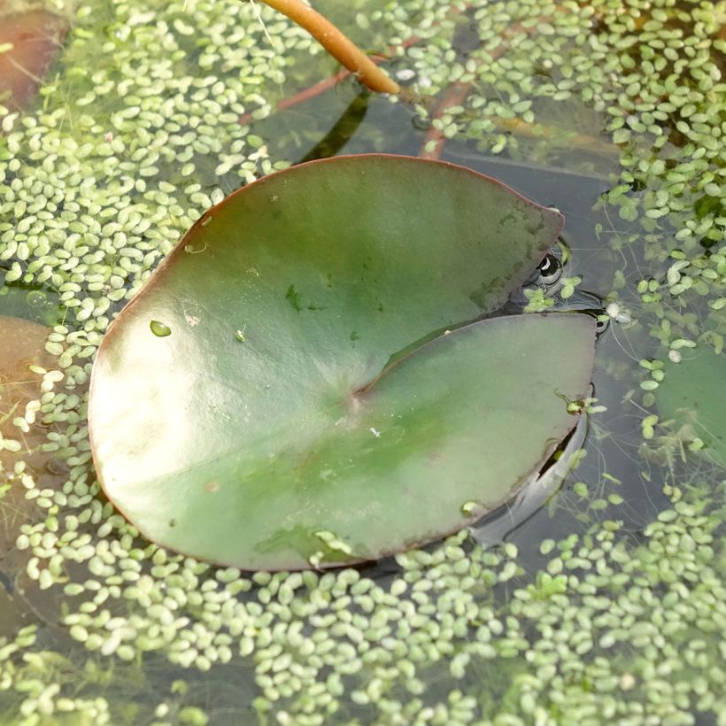 Nenúfar Pygmaea Rubra (Folhagem)