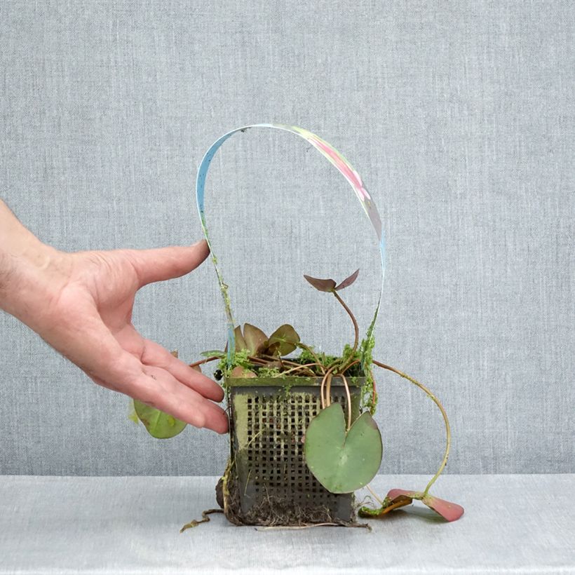 Amostra de Nymphaea Pygmaea Rubra - Nénuphar nain rustique rouge Pot de 1L/1,5L tal como entregue no verão