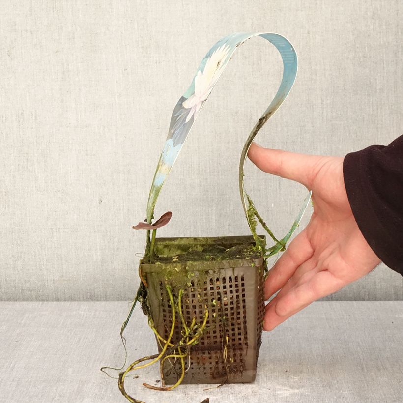 Amostra de Nenúfar Ray Davies Vaso de 1 L/1,5 L tal como entregue na primavera
