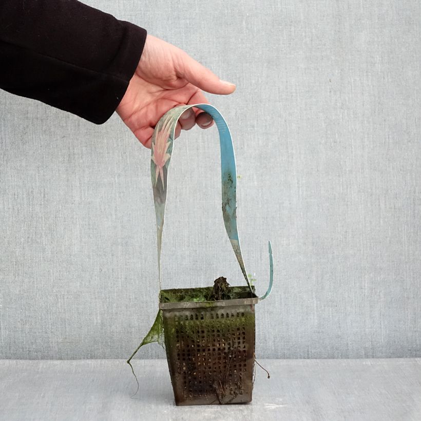 Amostra de Nymphaea Red Spider - Nénuphar rustique rouge Vaso de 1 L/1,5 L tal como entregue no inverno