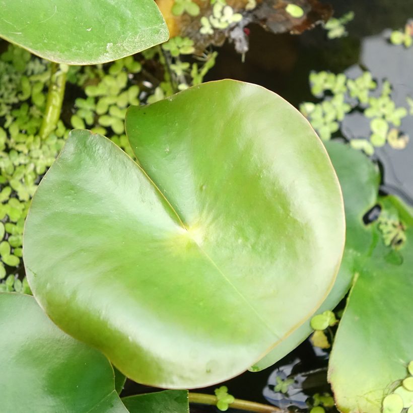Nenúfar Rose Arey (Folhagem)