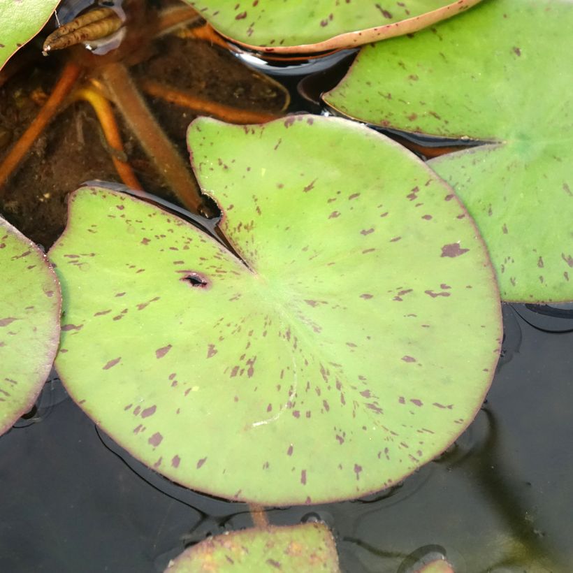 Nenúfar Sioux (Folhagem)