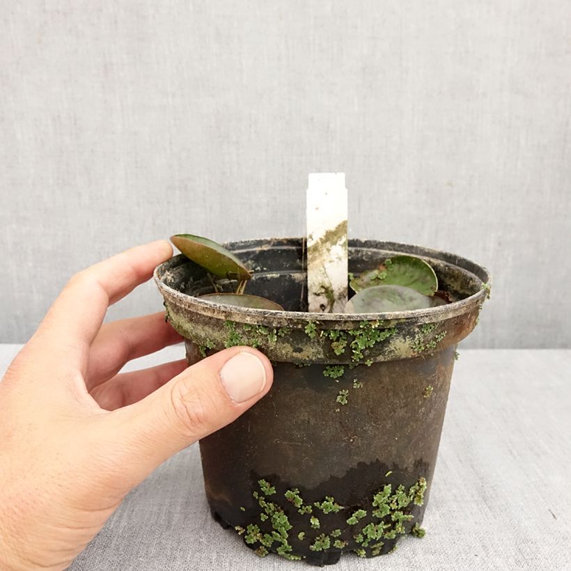 Amostra de Nenúfar Sioux Vaso de 1 L/1,5 L tal como entregue no outono