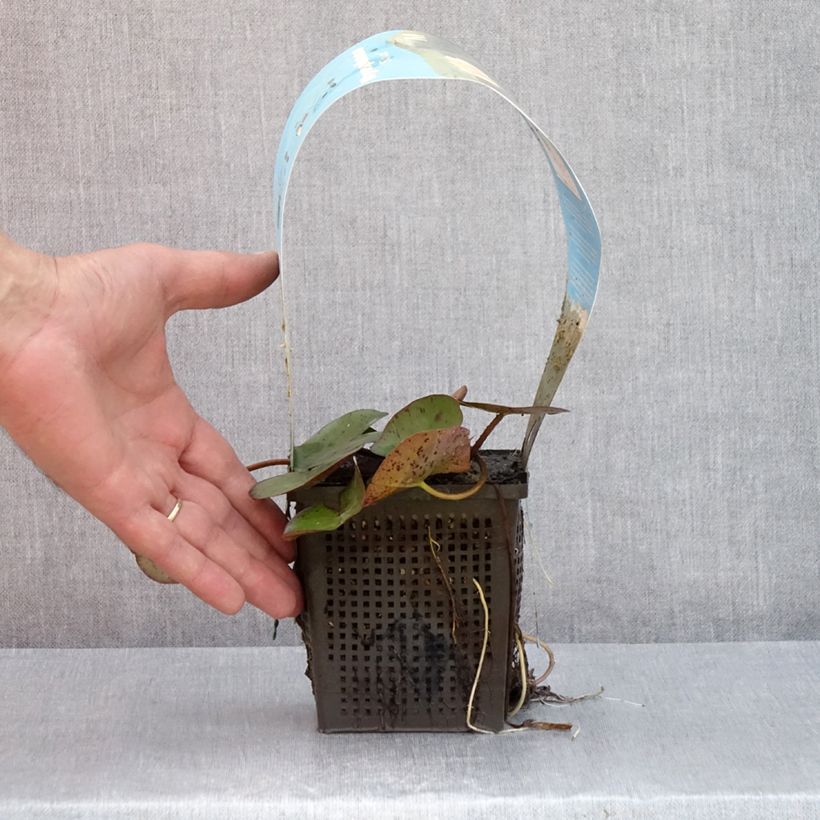 Amostra de Nymphaea Sioux - Nénuphar rustique Pot de 1L/1,5L tal como entregue no verão