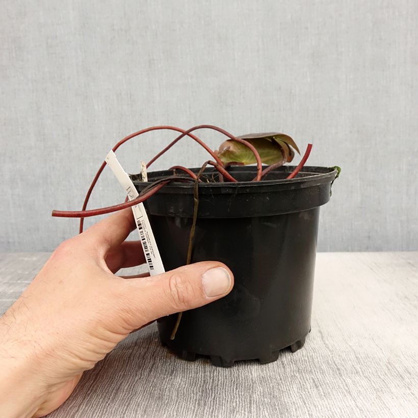 Amostra de Nenúfar Starbright Vaso de 1,5 L/2 L tal como entregue na primavera