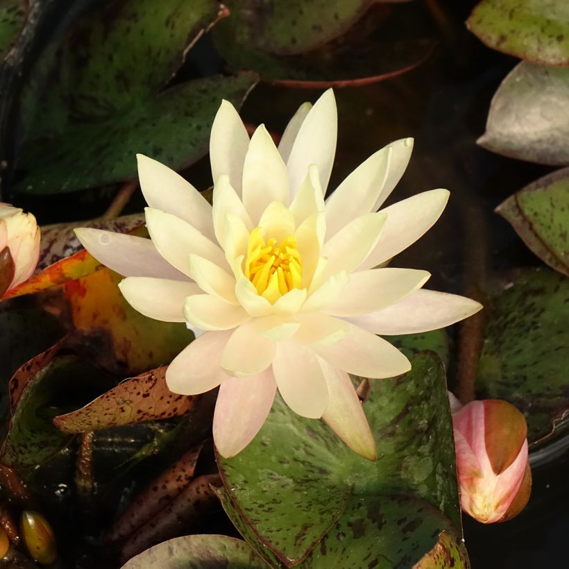 Nenúfar Texas Dawn (Floração)