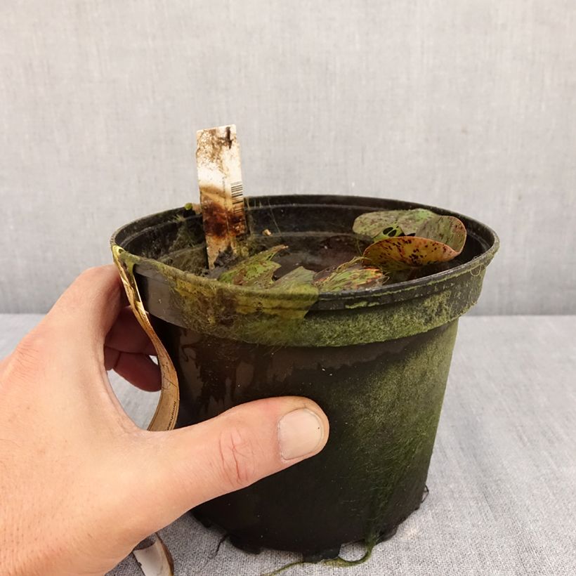 Amostra de Nenúfar Texas Dawn Vaso de 1,5 L/2 L tal como entregue no outono