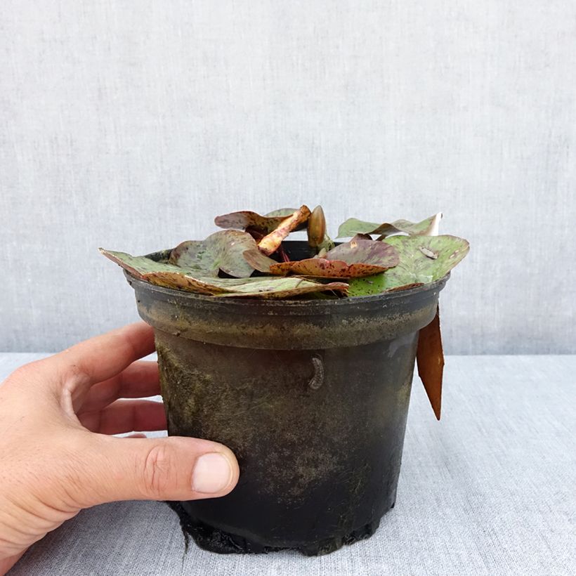 Amostra de Nenúfar Texas Dawn Vaso de 1,5 L/2 L tal como entregue no verão
