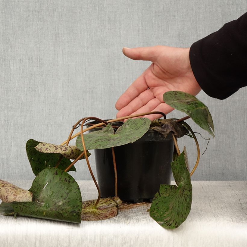 Amostra de Nenúfar Texas Dawn Vaso de 1,5 L/2 L tal como entregue na primavera