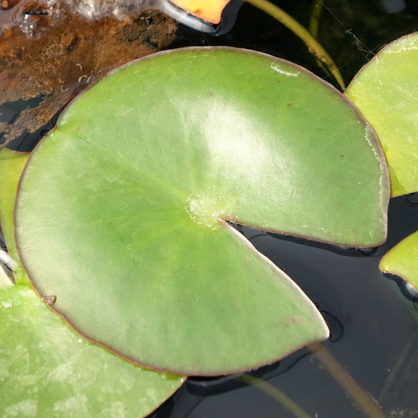 Nenúfar Venusta (Folhagem)