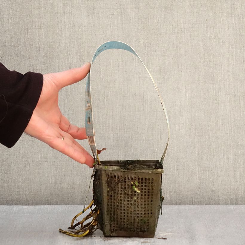 Amostra de Nymphaea Venusta - Nénuphar rustique Pot de 1L/1,5L tal como entregue no inverno