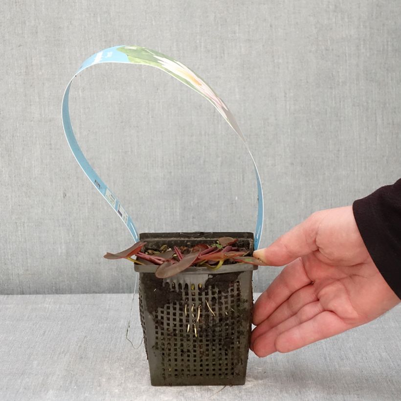 Amostra de Nenúfar Venusta Vaso de 1 L/1,5 L tal como entregue na primavera