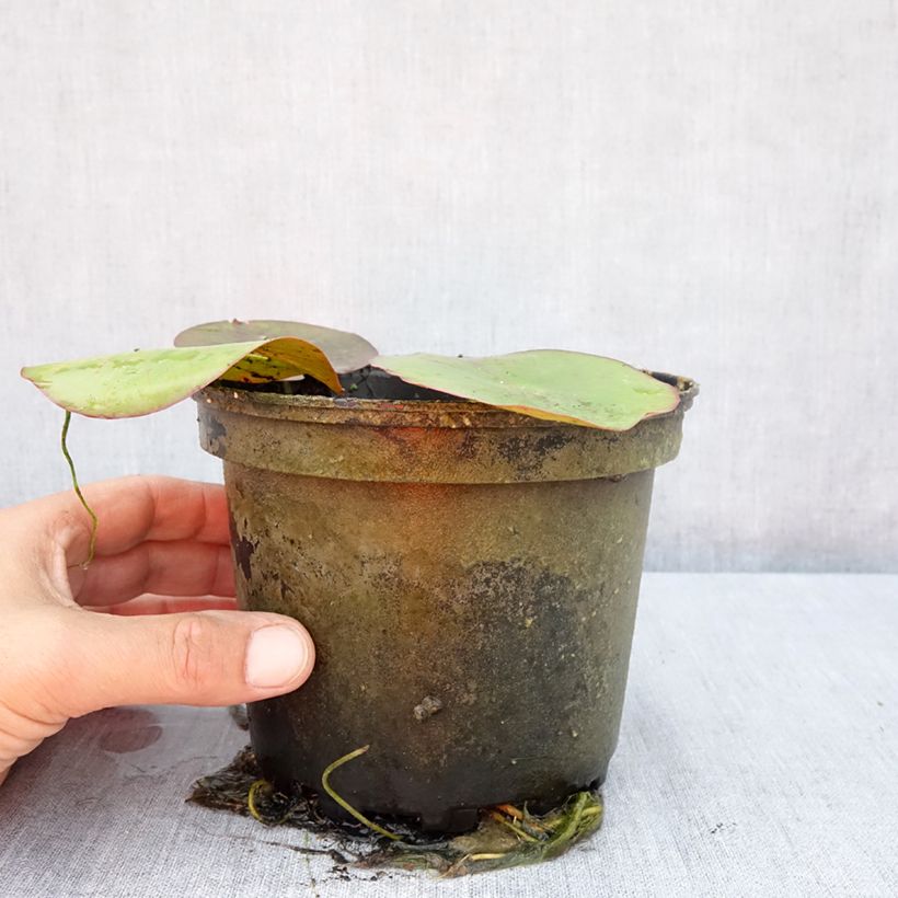Amostra de Nenúfar Virginalis Vaso de 1,5 L/2 L tal como entregue no verão